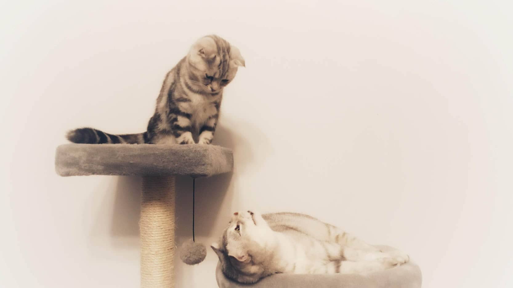 (猫)花木兰领养注意事项